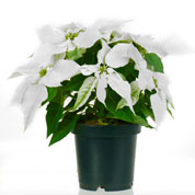 Poinsetia blanca, Flor de Pascua blanca